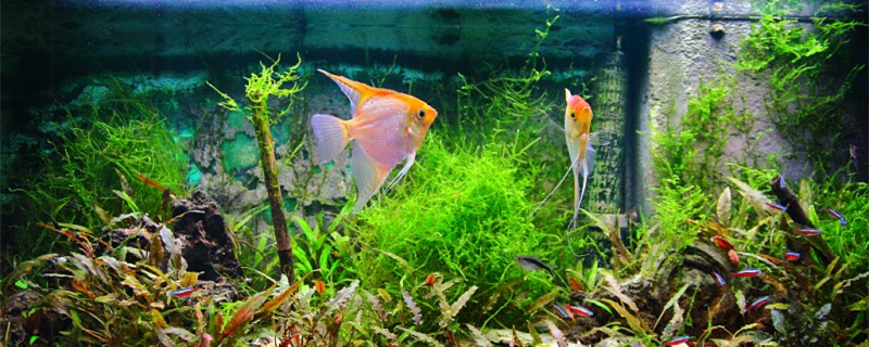 What is the installation method of fish tank hanging filter and what are the benefits of filtration?