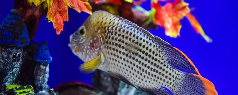 What disinfection is used to clean the fish tank? What are the common disinfectants?