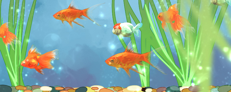 Why there is white spot on goldfish body, how should treat?