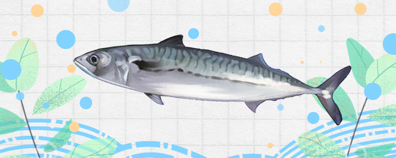 サワラは海魚なのか淡水魚なのか、どこに生息しているのか