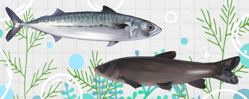Is Spanish mackerel herring? What's the difference between Spanish mackerel and herring?