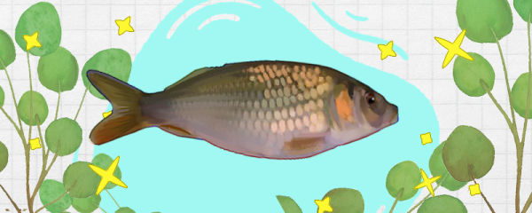 禾花鱼是什么鱼，是海鱼还是淡水鱼