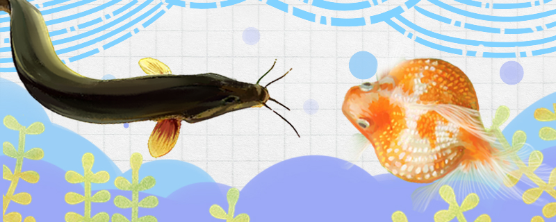 Can loach and goldfish be mixed? Will they be eaten by goldfish?