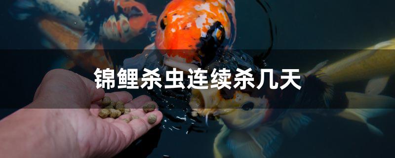 锦鲤杀虫连续杀几天