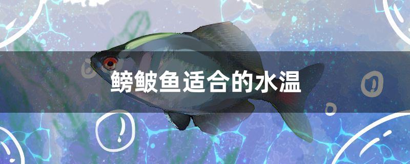 鳑鲏鱼适合的水温是多少