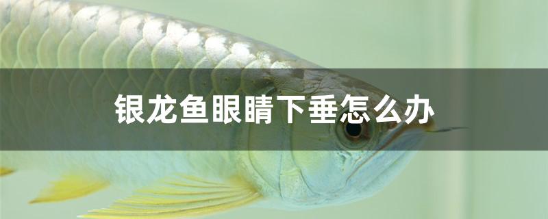 银龙鱼眼睛下垂怎么办 国产元宝凤凰鱼