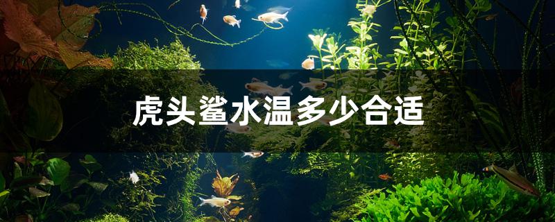 虎头鲨水温多少合适