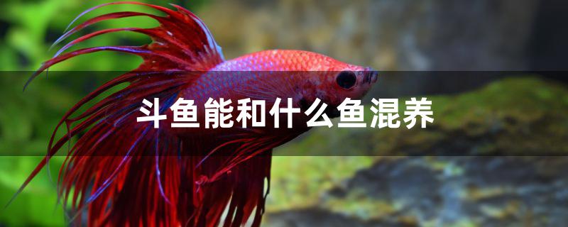 斗魚能和什么魚混養(yǎng)