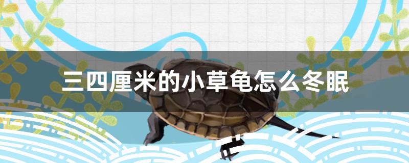 三四厘米的小草龟怎么冬眠 观赏鱼水族批发市场