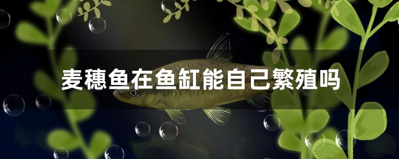 麦穗鱼在鱼缸能自己繁殖吗 水族灯（鱼缸灯）