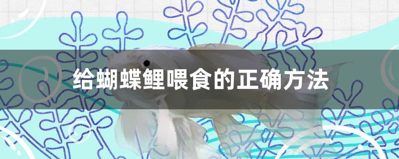 给蝴蝶鲤喂食的正确方法