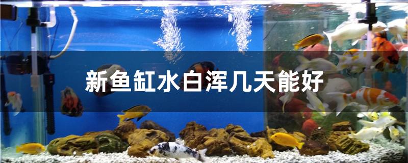 新鱼缸水白浑几天能好 2024第28届中国国际宠物水族展览会CIPS（长城宠物展2024 CIPS）
