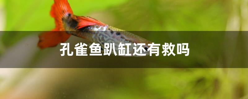 孔雀魚趴缸還有救嗎 ?；?異型虎魚/純色虎魚