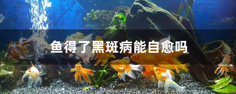 鱼得了黑斑病能自愈吗