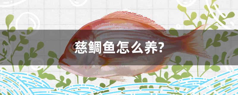 慈鯛魚(yú)怎么養(yǎng)？