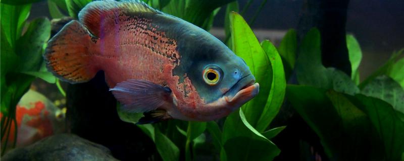 Does the map fish consume a lot of oxygen? What should we pay attention to when raising the map fish