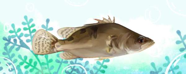 季花鱼是什么鱼 又叫什么鱼 鱼百科