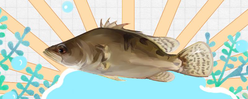 桂鱼是淡水鱼吗，能用鱼缸养吗
