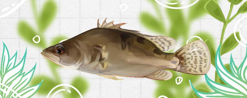 桂鱼长得快吗，一年能长多少斤
