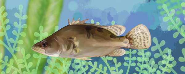 季花鱼是什么鱼 又叫什么鱼 鱼百科