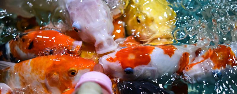 What kind of food does koi like to eat and how much is appropriate to feed at a time?