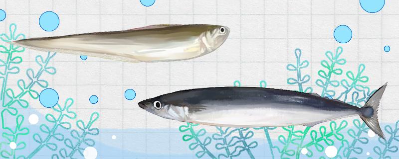 Is Saury the same as Saury? What's the difference?