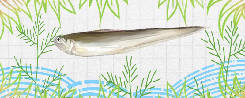 太刀魚は人工養殖できますか、どのように養殖しますか