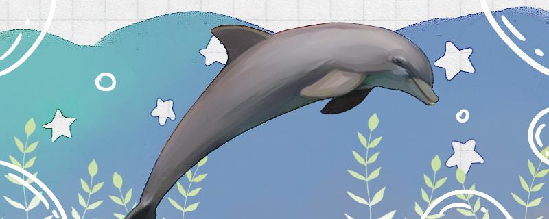 What do dolphins rely on to identify direction and locate?