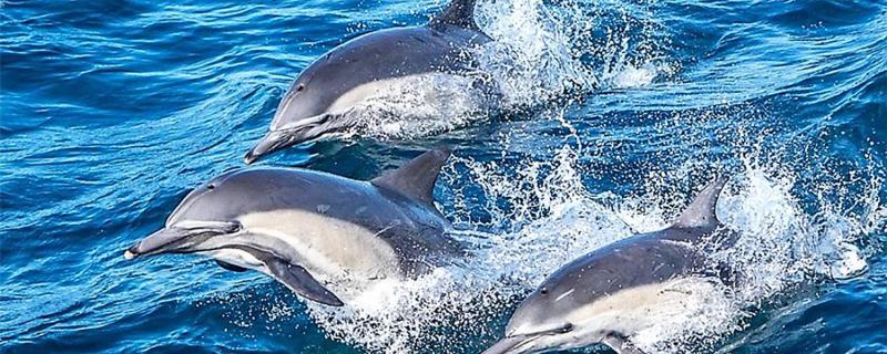 What and how do dolphins transmit information?