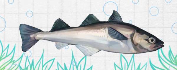 明太鱼是海鱼还是淡水鱼，生活在哪里