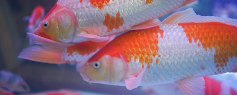 Does koi need oxygen in winter? Does it need to be fed?