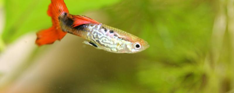 How long can baby guppies be fed after birth and what should they pay attention to after birth