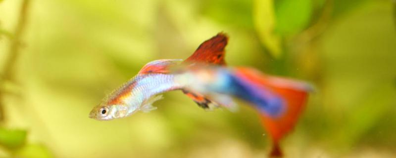 How long does it take for baby guppies to grow up and enter the breeding season?