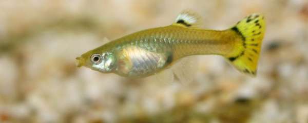 孔雀鱼一天喂几次 一次喂多少合适 鱼百科