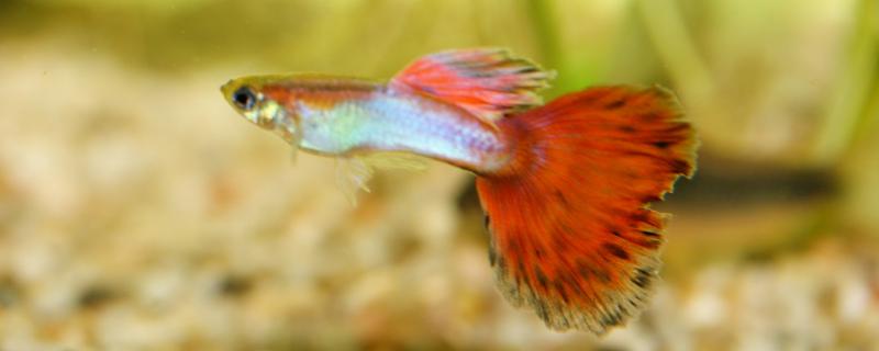 How big can a small guppy grow in a month and how should it be fed?