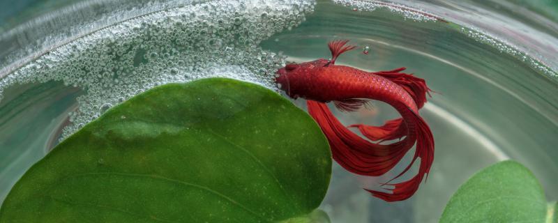Can southern betta freeze to death in winter? How to raise it in winter?