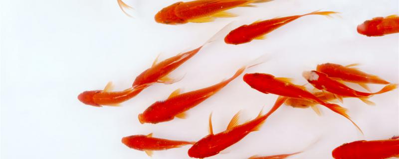 What do little goldfish eat and when can they be fed with fish feed?