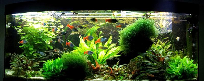 How to deal with black moss in the fish tank? How to prevent the growth of brown algae