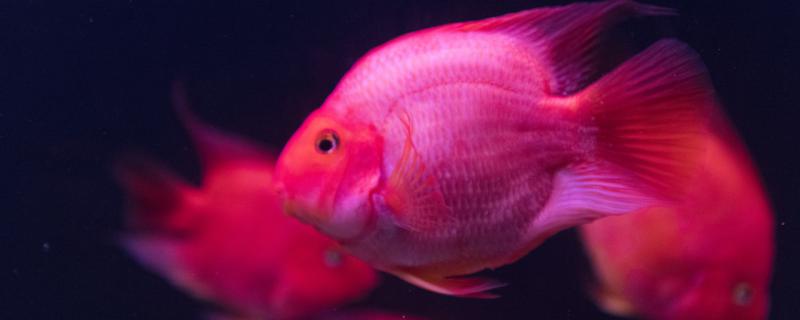 Does the red parrot fish eat mealworms? What food can't it eat?