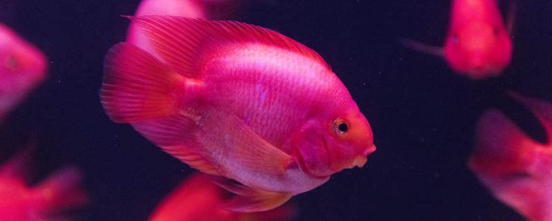 What fish food does the red parrot fish eat and what can it turn red?