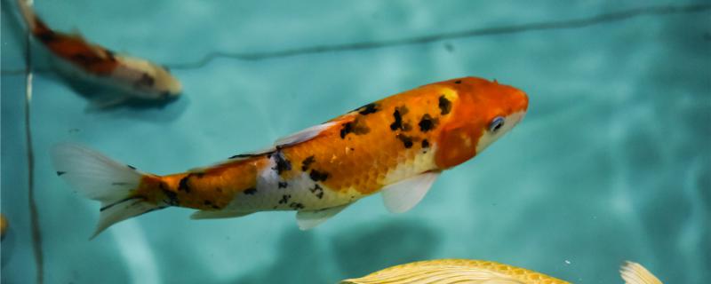 How to raise koi with bright color? What to eat to add color quickly