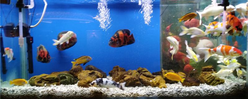 Can the fish tank filter stop sleeping at night? What are the ways of filtering