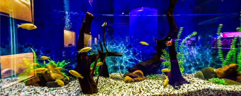 How to determine the position of the anti-siphon hole of the fish tank and what equipment is needed for the fish tank