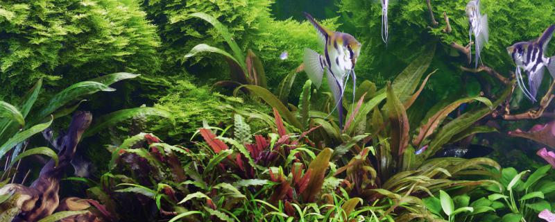 Fish tank water 2 days on muddy how to do? How to make muddy water clear?