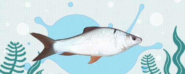 土鲮是什么鱼，生长在哪里