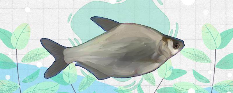 武昌魚は海の魚ですか、養殖できますか