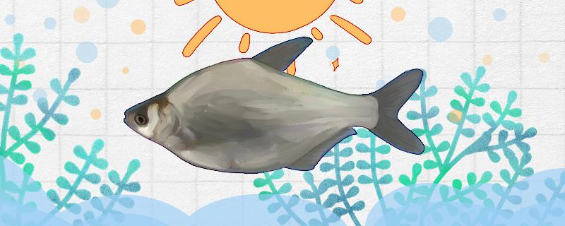 武昌魚には小さなとげがありますか、とげが多いですか