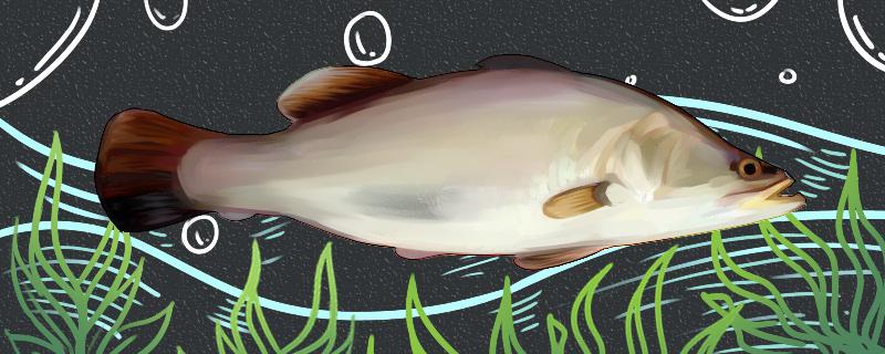 盲曹鱼是海鱼还是淡水鱼，生活在哪里