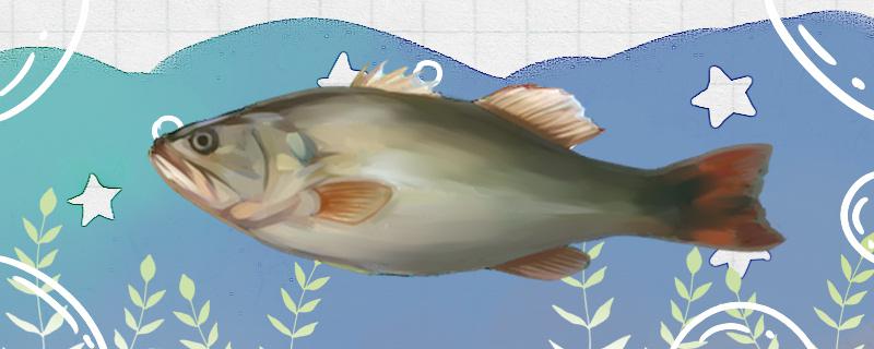 桂花鲈鱼是淡水鱼还是海鱼，能养殖吗