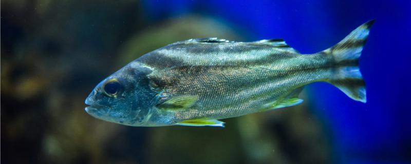 鱼鳃有寄生虫如何治疗 常见的寄生虫有哪些 鱼百科